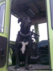 Hund 02