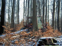 Holz 03